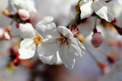 ４月３日　sakura