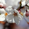 ４月３日　sakura
