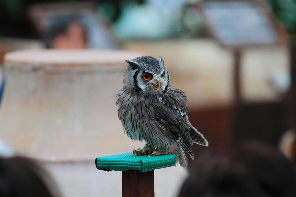 神戸花鳥園 