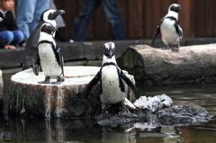 神戸花鳥園 