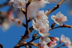 ４月３日　sakura