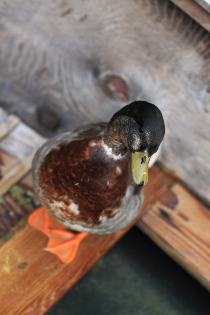 神戸花鳥園 