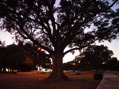 tree of the parking