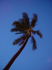blue sky...  palm tree...