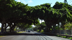 The tunnel of the tree