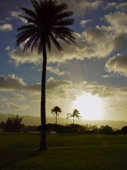 coconut tree dozes off , too