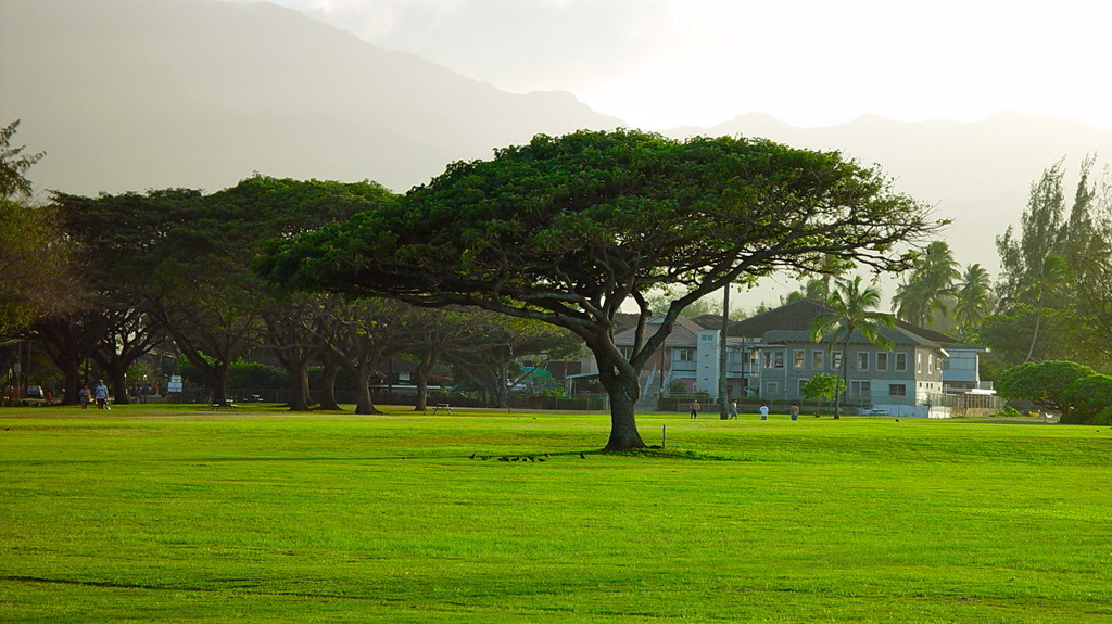 tree in the park