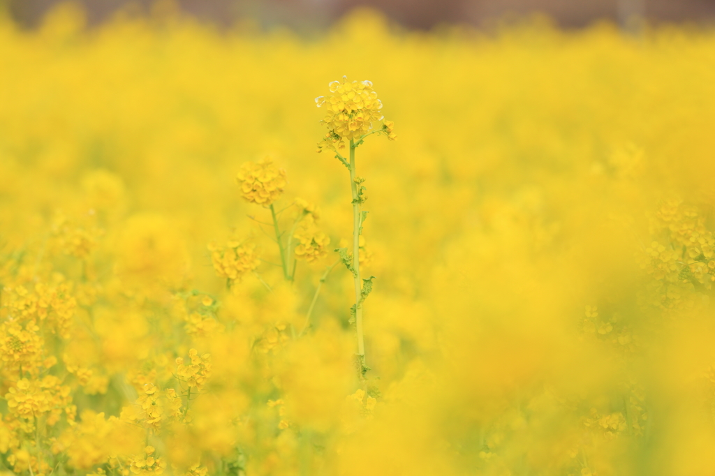 冬の菜の花