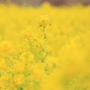 冬の菜の花