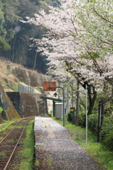 サクラ降る駅