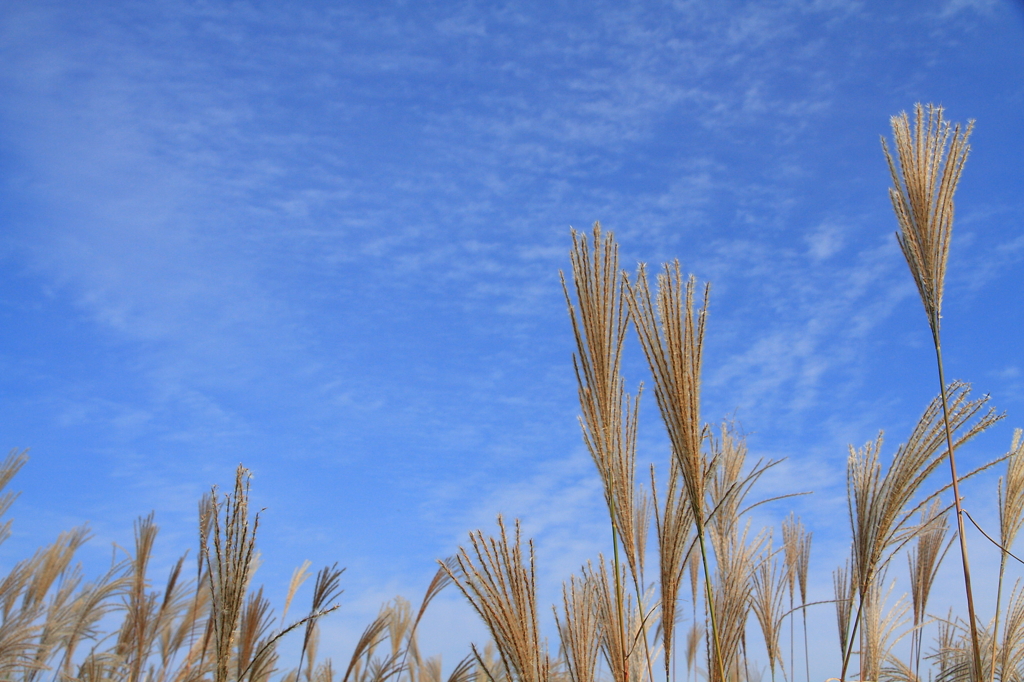 そびえるススキと秋の空