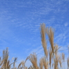 そびえるススキと秋の空