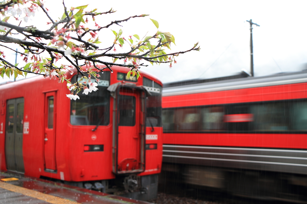 花散らしの雨