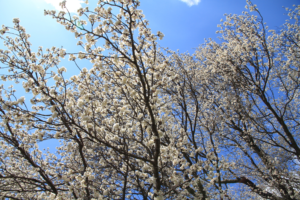 大桜Ⅲ