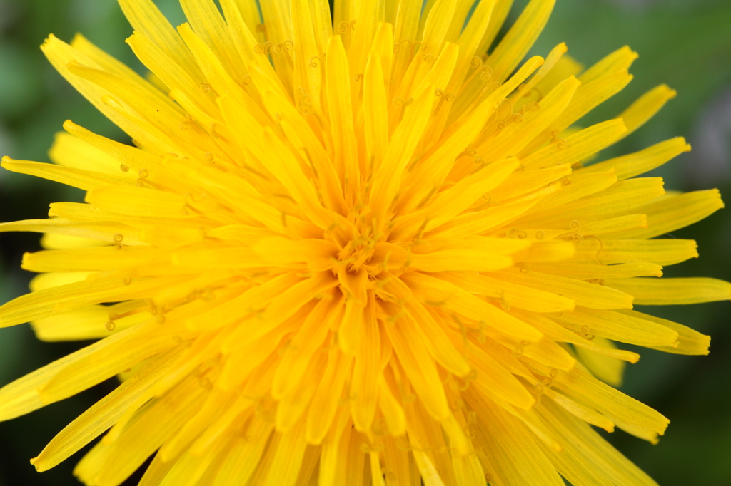 MACRO