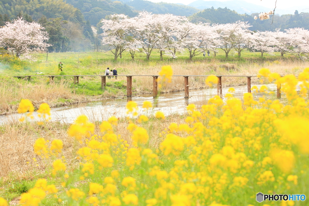 それぞれの春