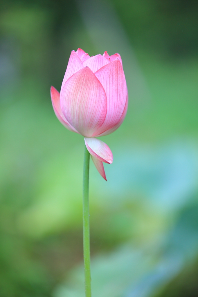 花 開くとき