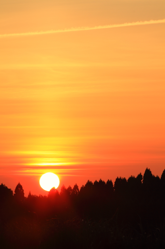 森に沈む夕日