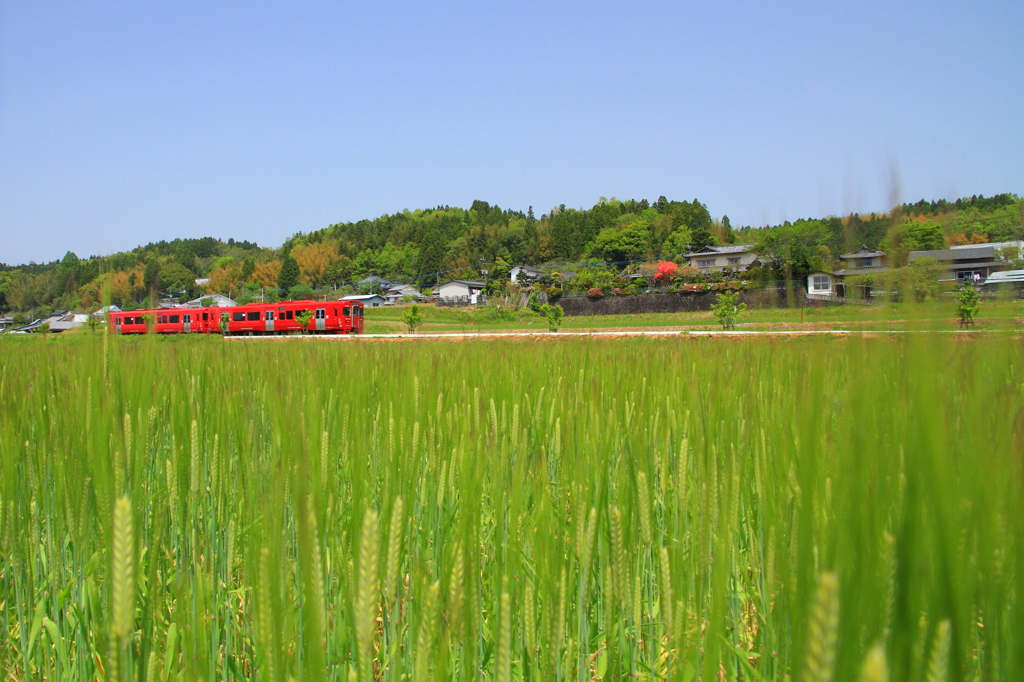 鉄道のある風景（麦畑編）