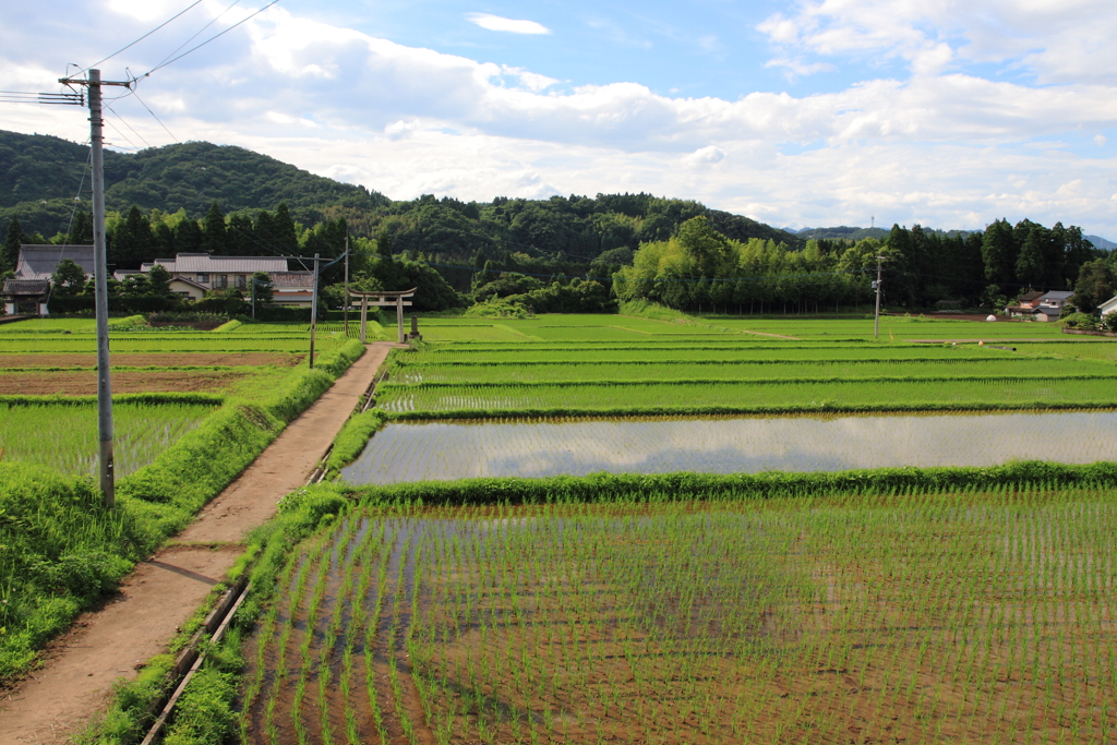 鳥居のある田園