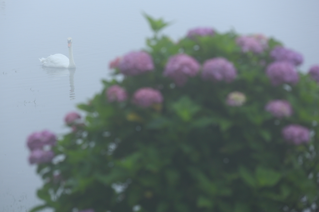 霧に佇む