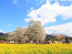 大桜