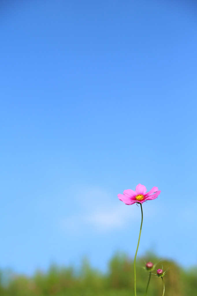 仰ぐ