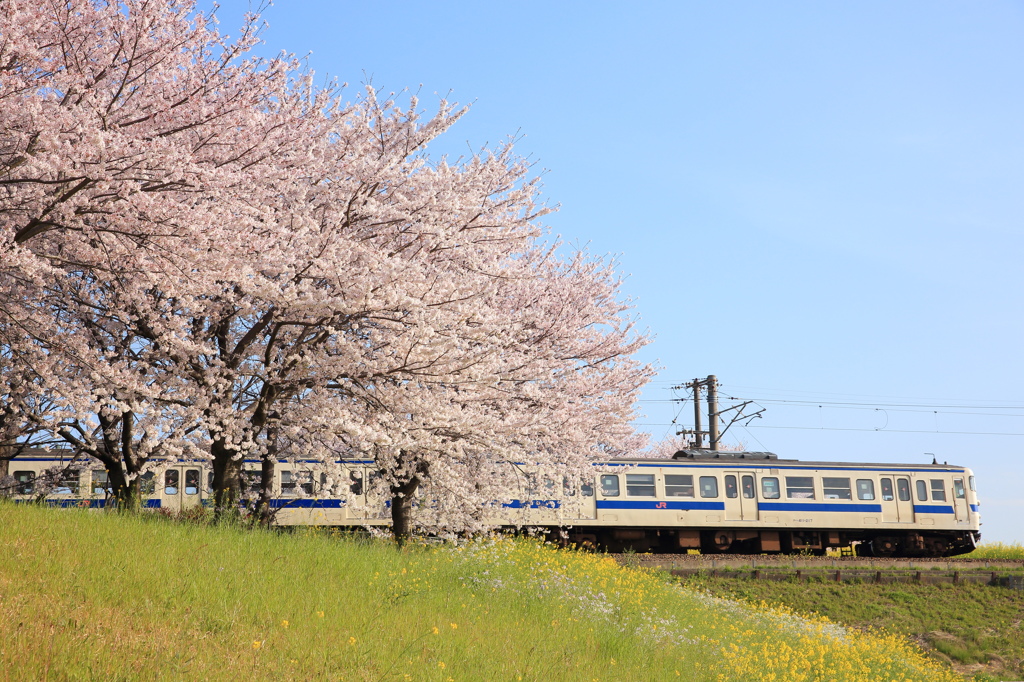 sakura train