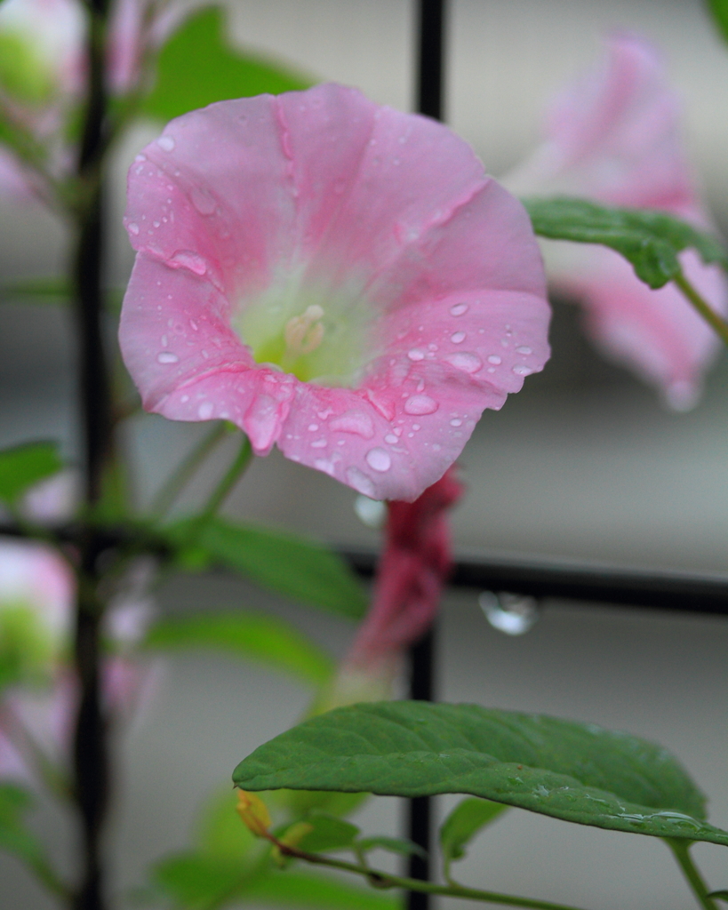 梅雨明けの兆し