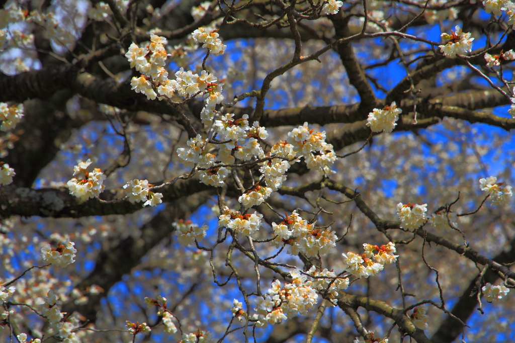 大桜Ⅱ