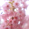 桃色吐息
