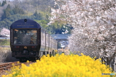 春の花道