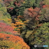 錦秋