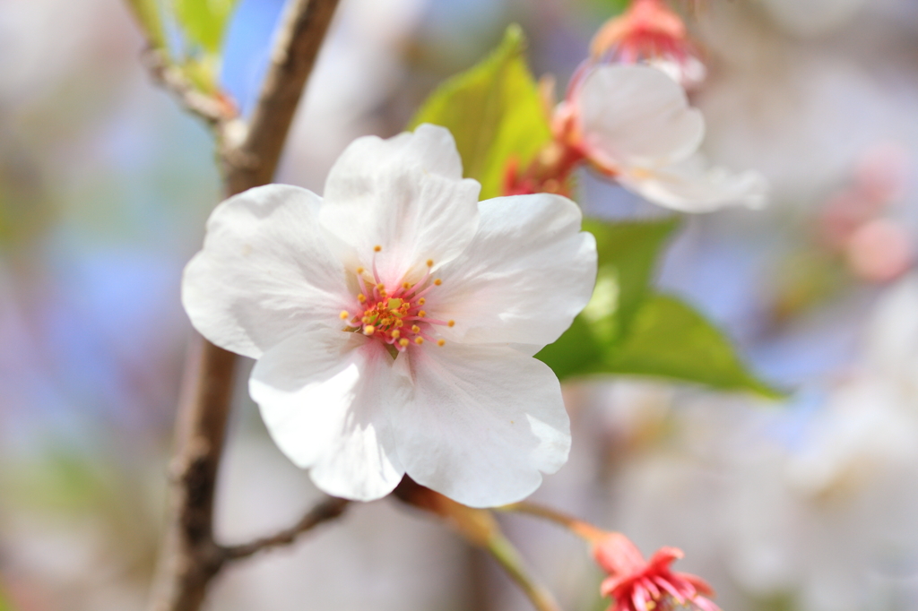 sakura