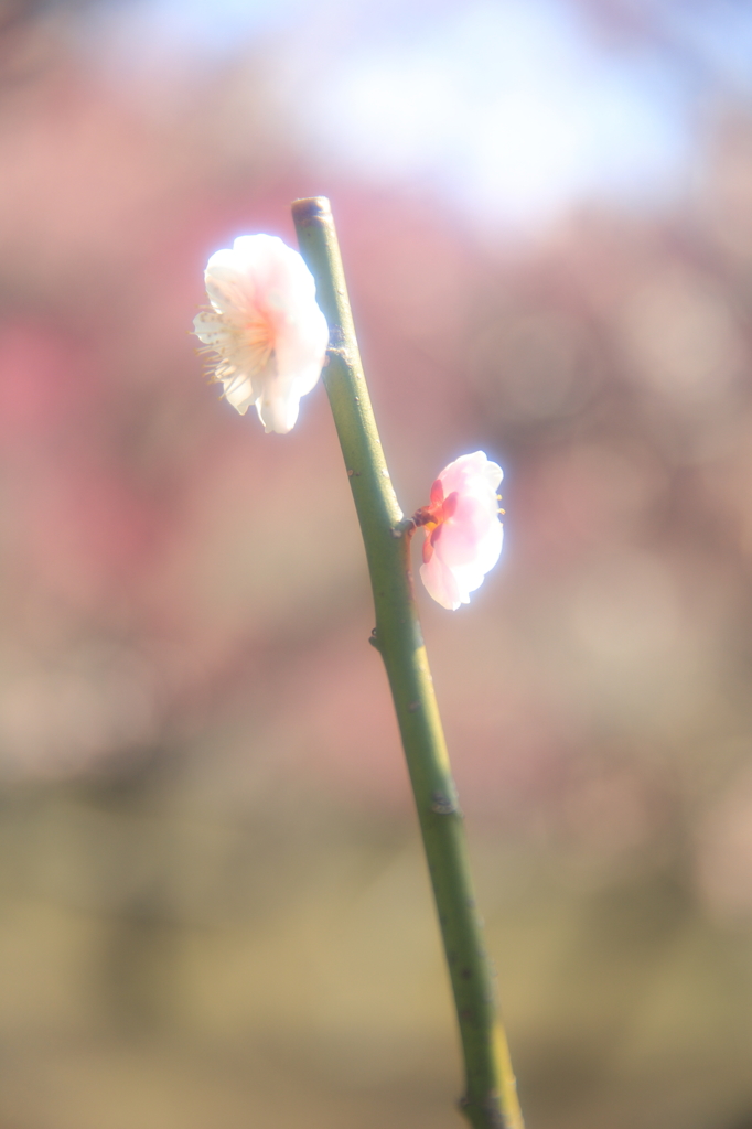 春のきざし
