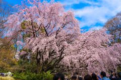 しだれ桜@六義園