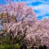 しだれ桜@六義園