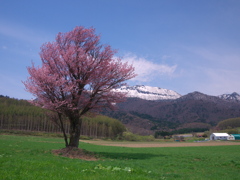 遅らばせながら桜咲きました。