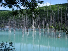 美瑛『青い池』