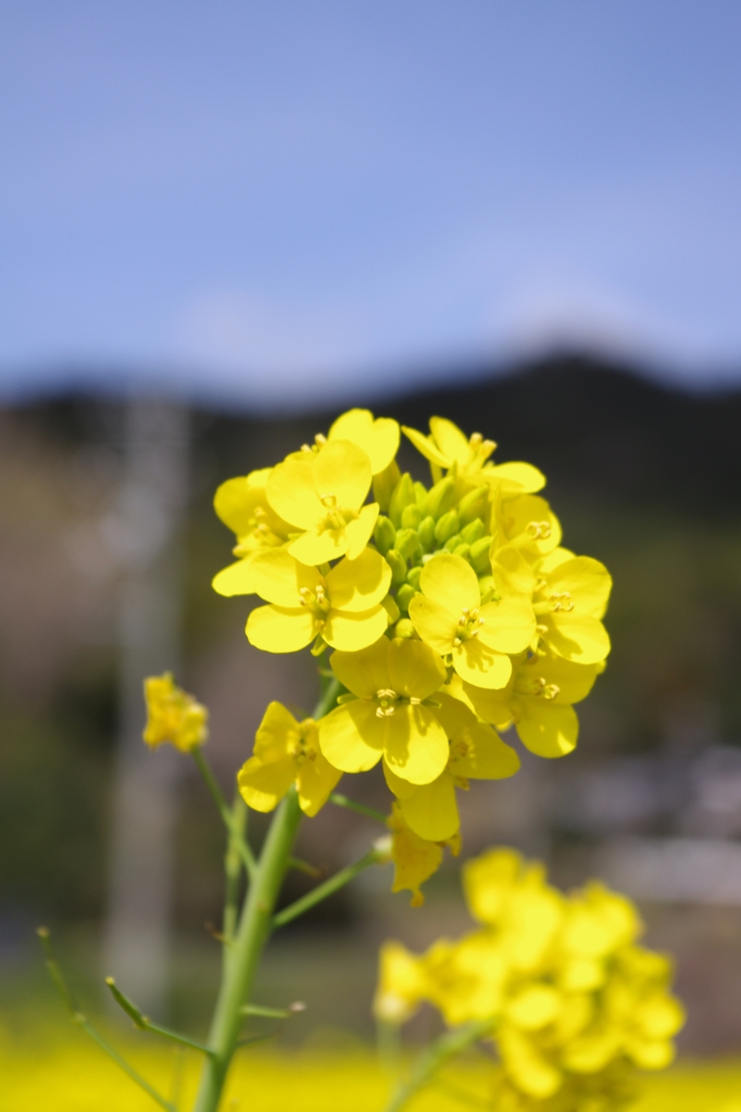 菜の花