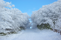 樹氷