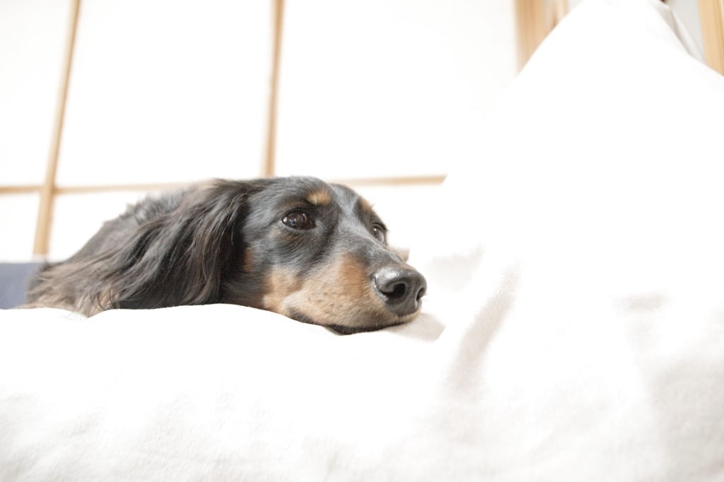 眠いよ〜