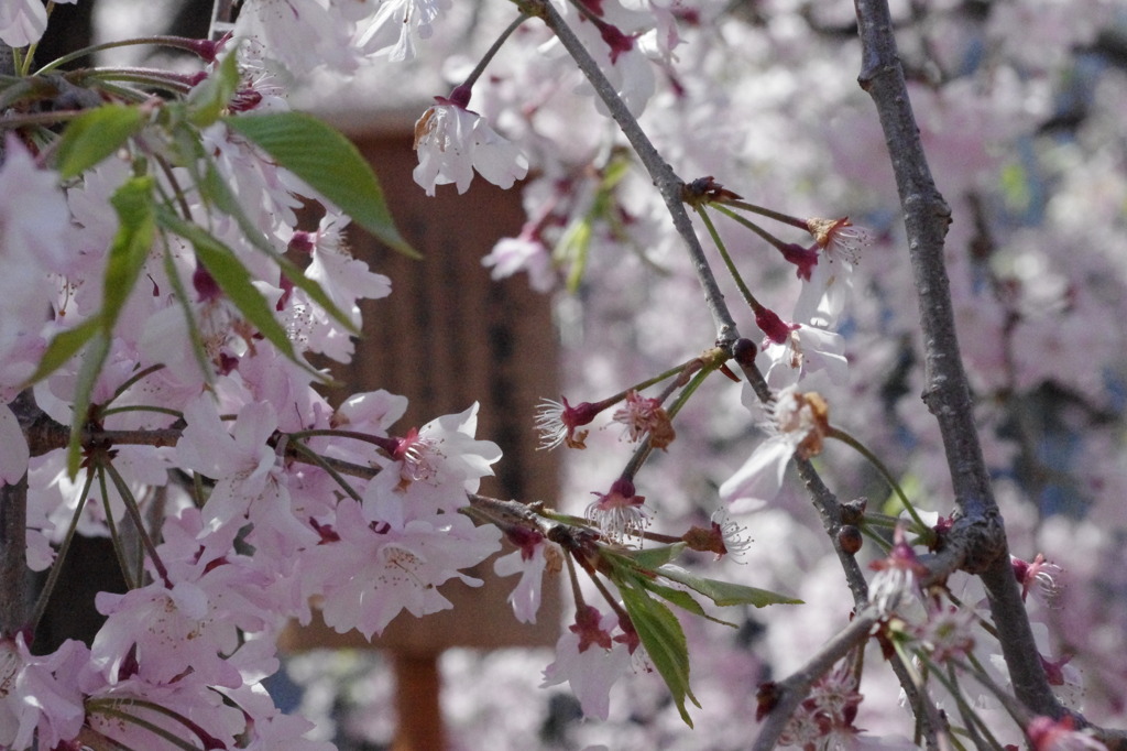 桜。