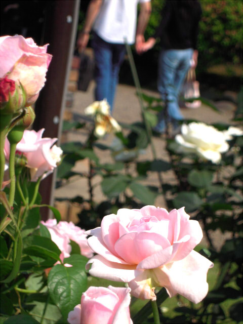 薔薇園