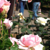薔薇園