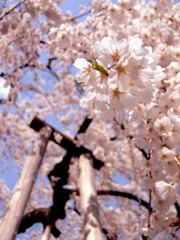 伏姫桜