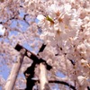 伏姫桜