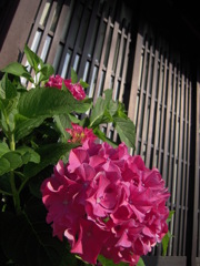 紫陽花