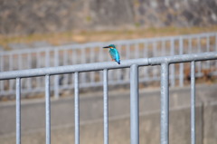 かわせみ