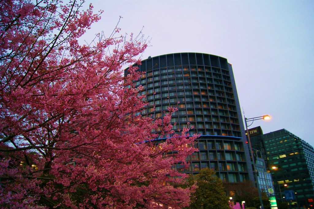 桜いま咲きほこる